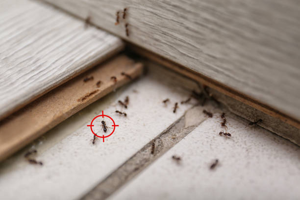 Best Residential Pest Control  in Sam Rayburn, TX