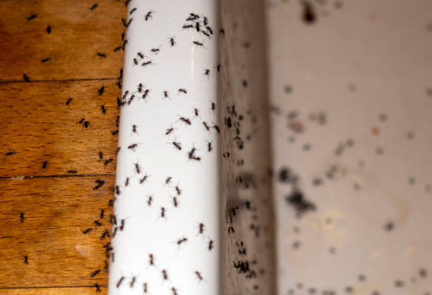 Best Cockroach Control Services  in Sam Rayburn, TX